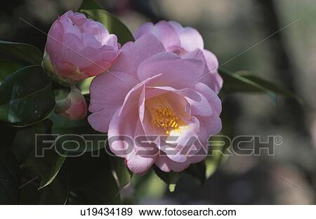 Stock Photo - The Flower Of A Camellia. Fotosearch