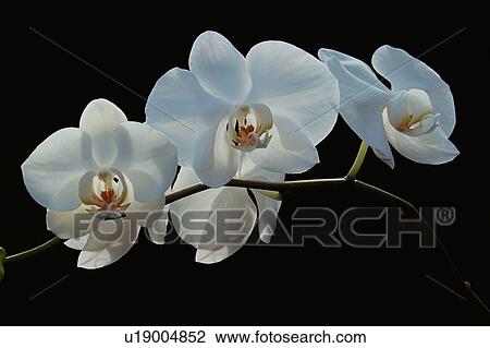 Three White Orchid Flowers View Large Photo Image Stock Image - Three White Orchid Flowers. Fotosearch