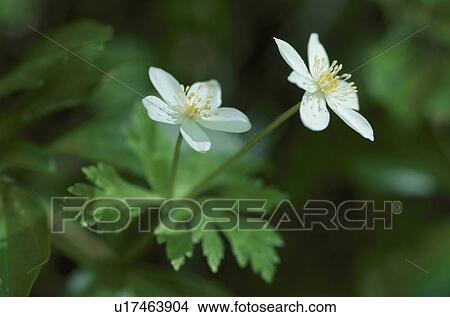 White Flowers View Large Photo Image Picture - White Flowers. Fotosearch