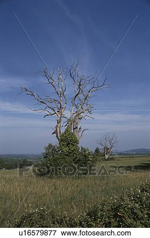 Stock Photo - A Blue Sky And A Tree In France. Fotosearch