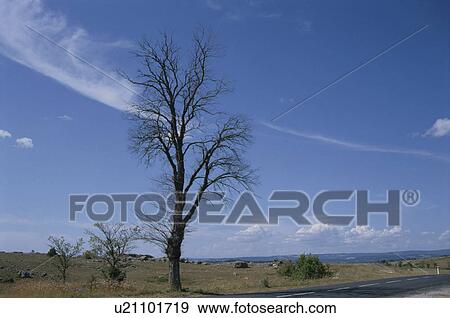 Stock Photo - A Blue Sky And A Tree In France. Fotosearch