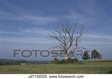 A Blue Sky And A Tree In France View Large Photo Image Stock Photography - A Blue Sky And A Tree In France. Fotosearch