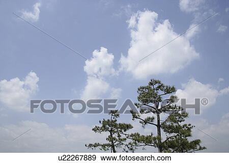 Stock Photo - A Tree And A Blue Sky. Fotosearch