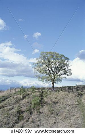 Stock Photo - A Tree And The Sky In France. Fotosearch
