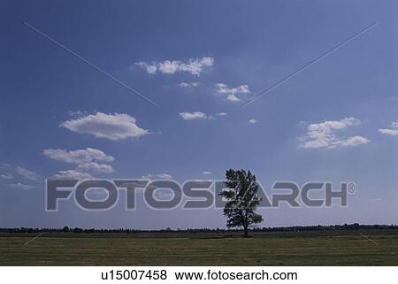 Stock Photo - A Tree In A Field In France. Fotosearch