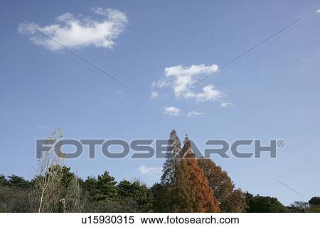Stock Photography - Autumn Leaves And The Sky. Fotosearch