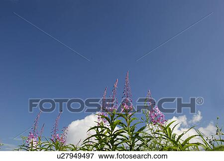 Blue Sky And A Orchid View Large Photo Image Stock Photo - Blue Sky And A Orchid. Fotosearch