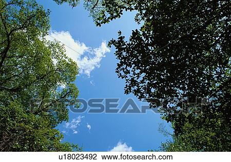 Stock Image - Branches With Blue Sky. Fotosearch