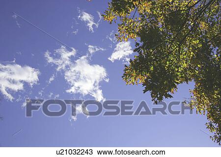 Stock Image - Fall Color And The Blue Sky. Fotosearch