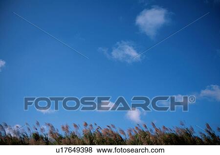 Stock Photo - Japanese Pampas Grass. Fotosearch