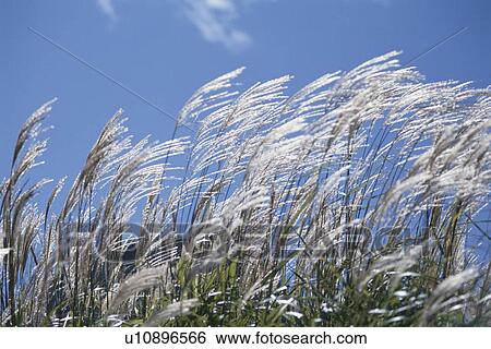 Japanese Pampas Grass View Large Photo Image Stock Photograph - Japanese Pampas Grass. Fotosearch