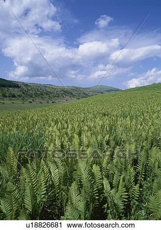 Scenery With A Fern View Large Photo Image Stock Image - Scenery With A Fern. Fotosearch