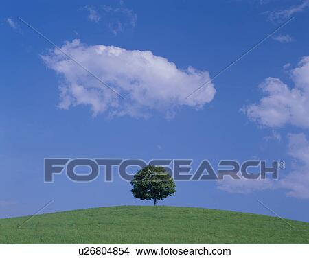 Tree On Hill View Large Photo Image Picture - Tree On Hill. Fotosearch