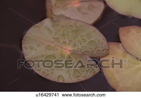 Stock Image - Droplets On Lotus Leaves. Fotosearch