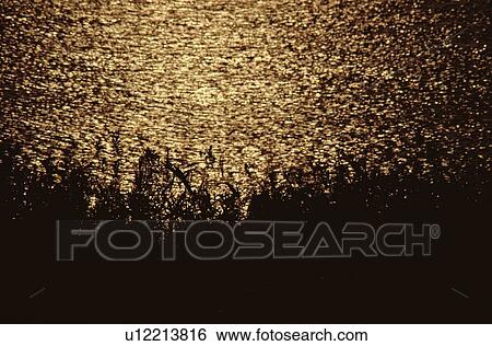 Stock Photograph - Golden Reflections On Water. Fotosearch