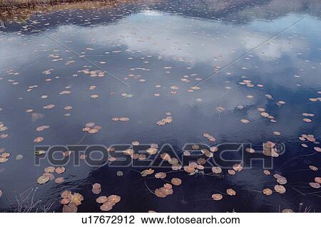 Grasses Near Lotus Pond View Large Photo Image Stock Image - Grasses Near Lotus Pond. Fotosearch