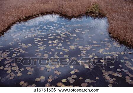Grasses Near Lotus Pond View Large Photo Image Stock Photograph - Grasses Near Lotus Pond. Fotosearch