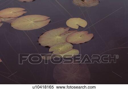Stock Photography - Lotus Leaves In Autumn. Fotosearch