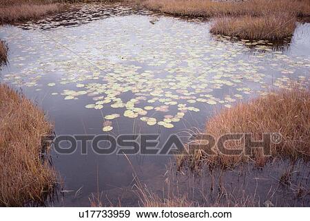 Stock Photo - Lotus Leaves On Water Surface. Fotosearch