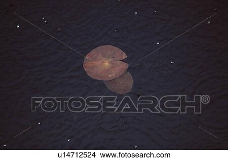 Lotus Leaves View Large Photo Image Picture - Lotus Leaves. Fotosearch