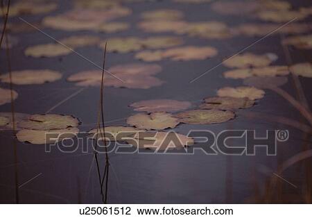 Stock Image - Lotus Leaves. Fotosearch