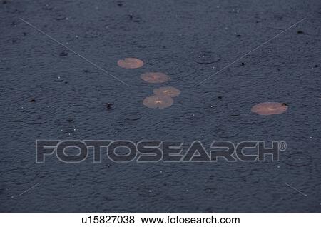 Raining On Lotus Leaves View Large Photo Image Stock Photo - Raining On Lotus Leaves. Fotosearch