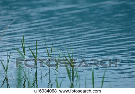 Reeds In Water View Large Photo Image Stock Photo - Reeds In Water. Fotosearch