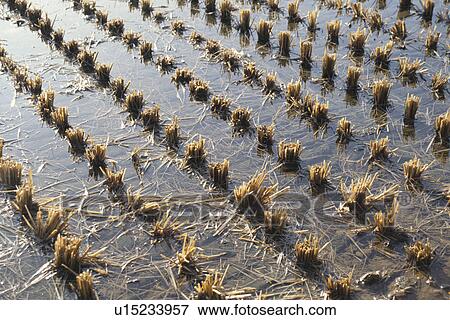 Rice Field View Large Photo Image Stock Photo - Rice Field. Fotosearch