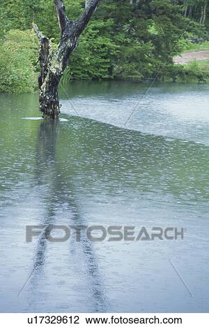 Stock Image - Tree Reflected In Lake. Fotosearch