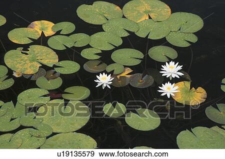 Water Lilies View Large Photo Image Stock Photo - Water Lilies. Fotosearch