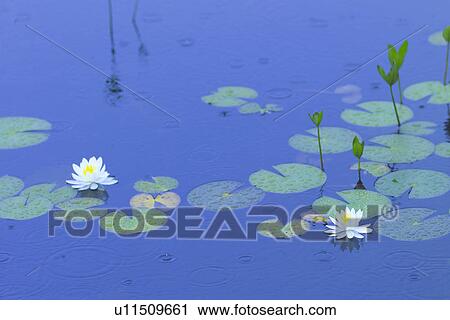 Stock Image - Water Lily. Fotosearch