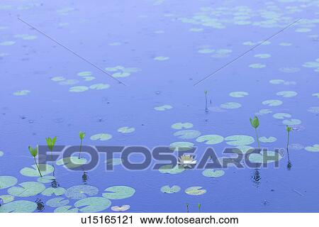 Water Lily View Large Photo Image Stock Image - Water Lily. Fotosearch