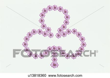 The Clover Made With Pink Cosmos View Large Photo Image Stock Image - The Clover Made With Pink Cosmos. Fotosearch