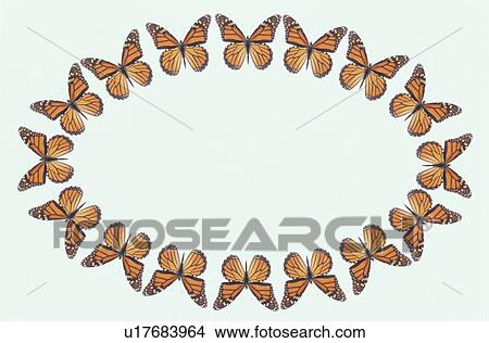 Picture - The Oval Frame Of A Butterfly. Fotosearch