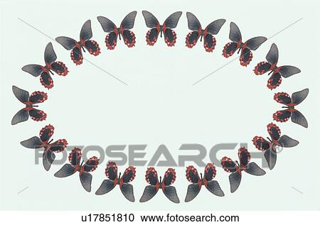 The Oval Frame Of A Butterfly View Large Photo Image Stock Image - The Oval Frame Of A Butterfly. Fotosearch