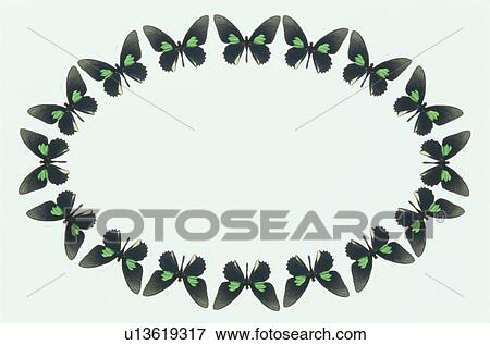 The Oval Frame Of A Butterfly View Large Photo Image Stock Photo - The Oval Frame Of A Butterfly. Fotosearch