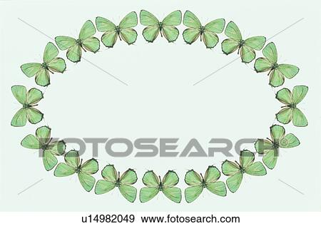 The Oval Frame Of A Butterfly View Large Photo Image Stock Photo - The Oval Frame Of A Butterfly. Fotosearch