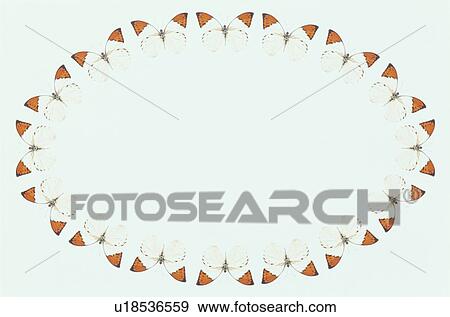 Stock Photo - The Oval Frame Of A Butterfly. Fotosearch