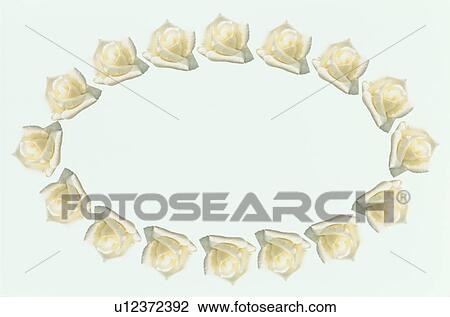 Stock Image - The Oval Frame Of A White Rose. Fotosearch