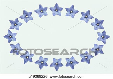 Stock Photograph - The Oval Frame Of Chinese Bellflower. Fotosearch