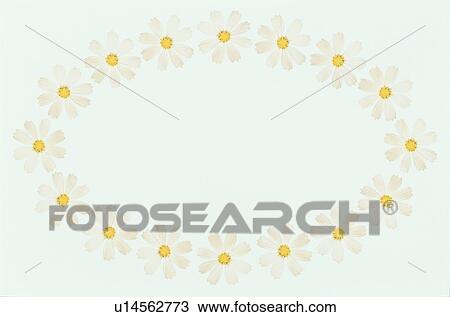 The Oval Frame Of Cosmos View Large Photo Image Stock Image - The Oval Frame Of Cosmos. Fotosearch