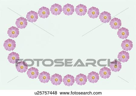 The Oval Frame Of Cosmos View Large Photo Image Stock Photo - The Oval Frame Of Cosmos. Fotosearch