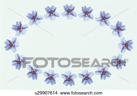 The Oval Frame Of Flower View Large Photo Image Picture - The Oval Frame Of Flower. Fotosearch