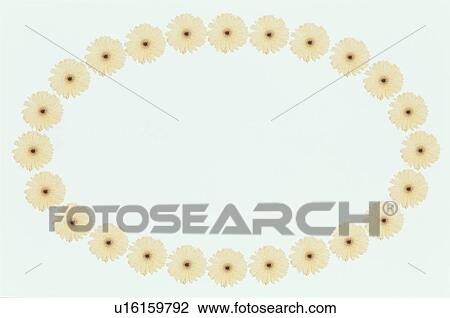 The Oval Frame Of Flower View Large Photo Image Stock Image - The Oval Frame Of Flower. Fotosearch