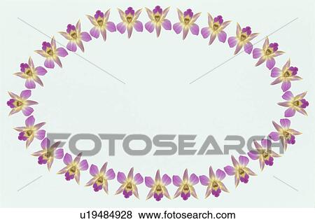 Stock Photo - The Oval Frame Of Orchid. Fotosearch