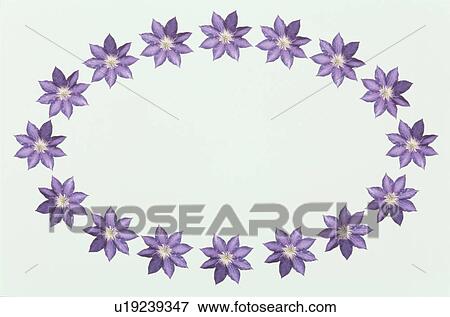 Stock Photo - The Oval Frame Of Purple Clematis. Fotosearch