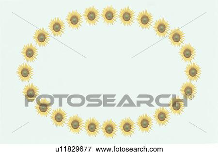 Stock Photo - The Oval Frame Of Sunflower. Fotosearch