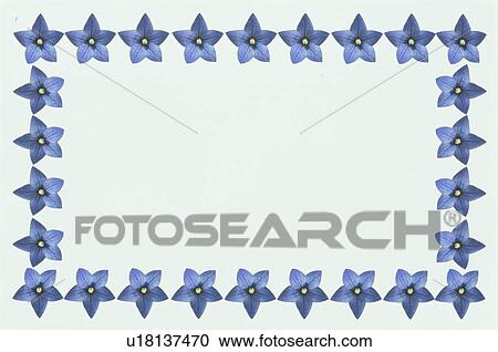 Stock Image - The Square Frame Of A Blue Chinese Bellflower. Fotosearch