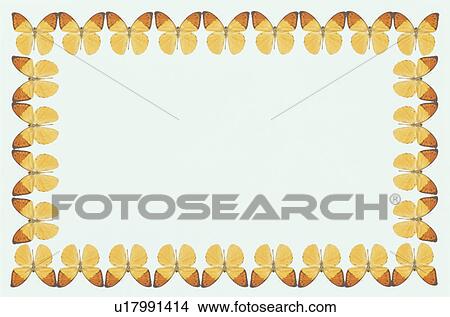 The Square Frame Of A Butterfly View Large Photo Image Picture - The Square Frame Of A Butterfly. Fotosearch