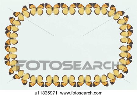 Stock Image - The Square Frame Of A Butterfly. Fotosearch